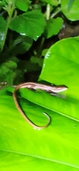 Takydromus kuehnei