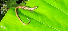Takydromus kuehnei
