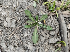 Taraxacum officinale