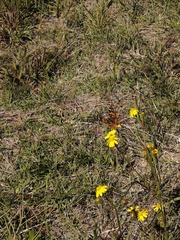 Vanessa cardui