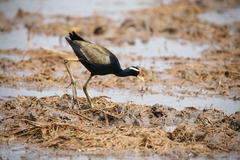 Metopidius indicus