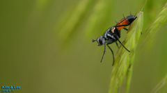 Cylindromyia brassicaria