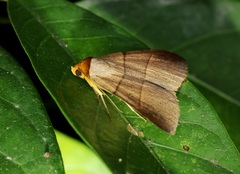 Plecoptera luteiceps