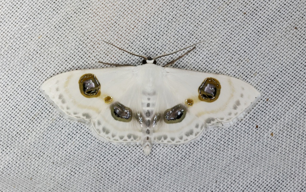 Problepsis eucircota