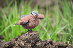 Streptopelia tranquebarica humilis