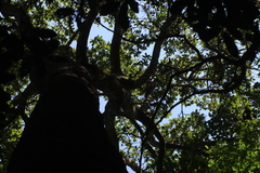 Dipterocarpus bourdillonii