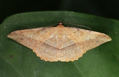 Pseudonadagara semicolor