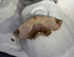 Psimada quadripennis