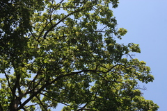 Dipterocarpus bourdillonii