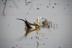 Hydrophasianus chirurgus