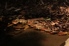 Dipterocarpus bourdillonii