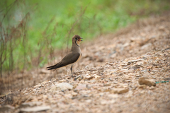 Glareola maldivarum