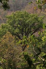 Dipterocarpus bourdillonii