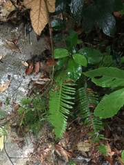 Dicranopteris pedata