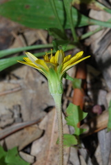 Hyoseris radiata