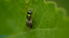 Microchrysa flaviventris