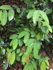 Cratoxylum cochinchinense