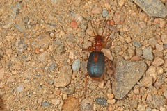 Brachinus sclopeta