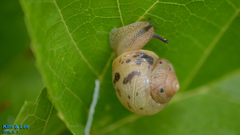 Acusta