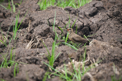 Glareola maldivarum