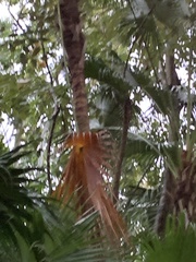 Acoelorraphe wrightii