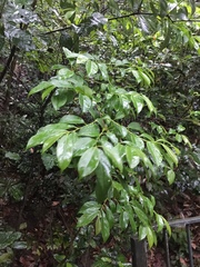 Prunus phaeosticta