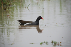 Gallinula chloropus