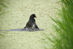 Gallinula chloropus