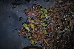 Dipterocarpus bourdillonii