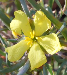 Hibbertia leucocrossa