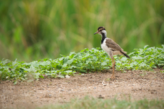 Vanellus indicus
