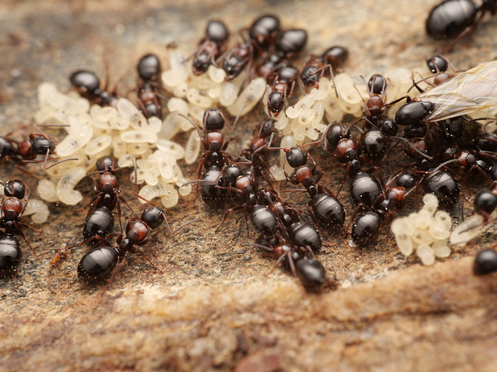 Camponotus dalmaticus