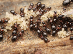Camponotus dalmaticus