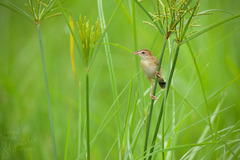 Cisticola juncidis
