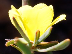 Hibbertia leucocrossa