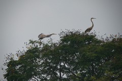 Ardea purpurea