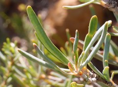Hibbertia leucocrossa