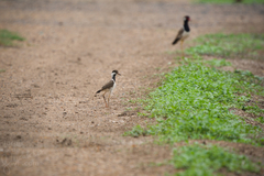 Vanellus indicus