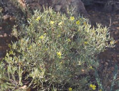 Hibbertia leucocrossa