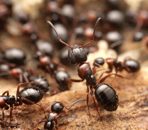 Camponotus dalmaticus · iNaturalist