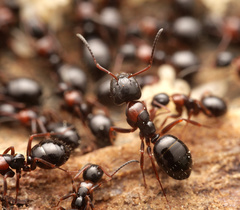 Camponotus dalmaticus