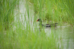 Gallinula chloropus
