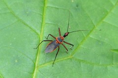 Rhynocoris mendicus