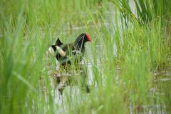 Gallinula chloropus