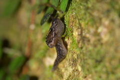 Otoconcha dimidiata
