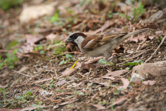 Passer domesticus