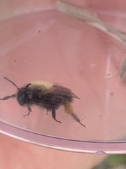 Andrena clarkella