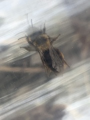 Andrena clarkella