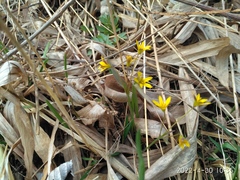 Gagea hiensis