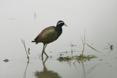 Metopidius indicus